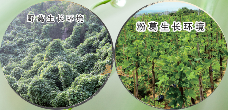 葛根的生長(zhǎng)環(huán)境.png