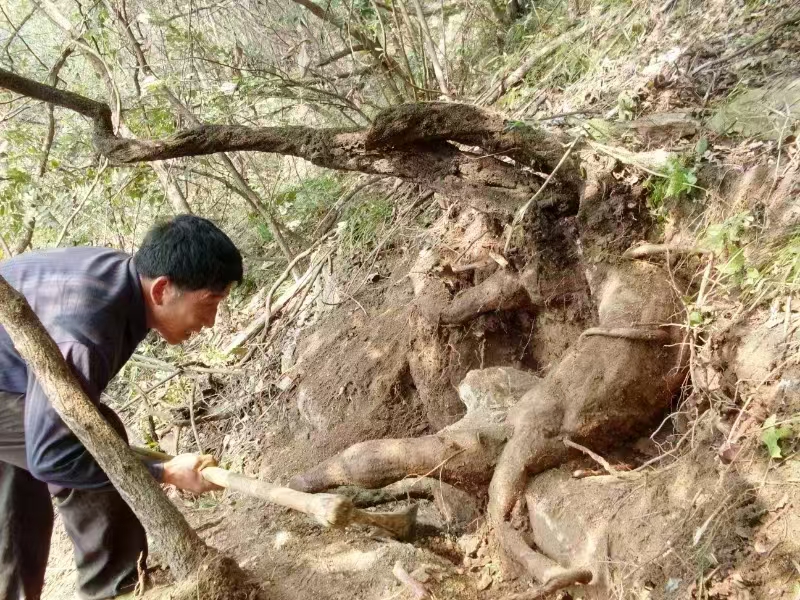 野生葛根采挖圖jpg.jpg