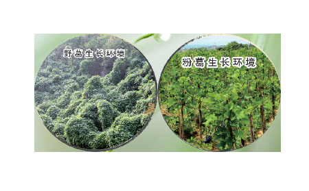 高學(xué)歷養(yǎng)生黨親測(cè)：這款雙有機(jī)野生葛根粉，憑什么成日常優(yōu)選？?