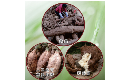 買葛粉是買野生的好？還是野生有機的好？