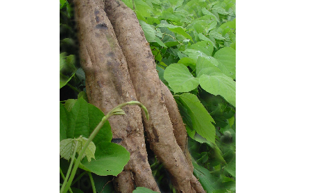 長(zhǎng)期吃葛粉是養(yǎng)生還是傷身？科學(xué)解讀它的三大益處，讓你吃得更明白！