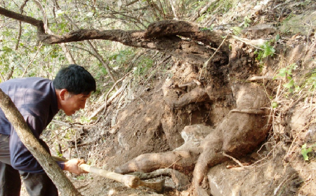 深山藏珍，二月風(fēng)正在大量收購寒冬野生葛根