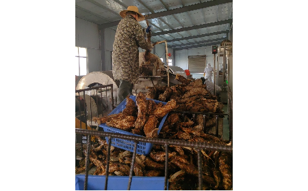 野生葛粉加工正當時，二月風匠心傳承好味道